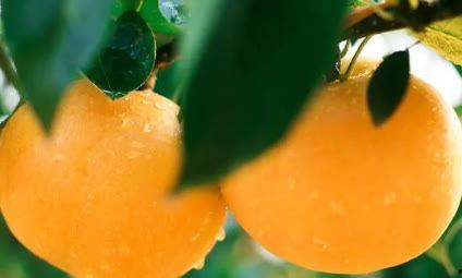 四川水果节免费吃瓜,免费吃瓜狂欢来袭!” 第3张 四川水果节免费吃瓜,免费吃瓜狂欢来袭!” 第3张