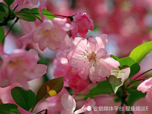 小鱼海棠的早期爆料视频,早期爆料视频背后的奇幻世界 第3张 小鱼海棠的早期爆料视频,早期爆料视频背后的奇幻世界 第3张