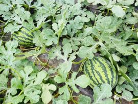 吃网红瓜的平台叫啥来着,揭秘那些热门话题背后的秘密