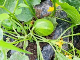 吃网红瓜的平台叫啥来着,揭秘那些热门话题背后的秘密 第2张 吃网红瓜的平台叫啥来着,揭秘那些热门话题背后的秘密 第2张